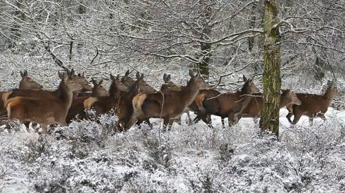 一群鹿在冬天 · 免费素材视频