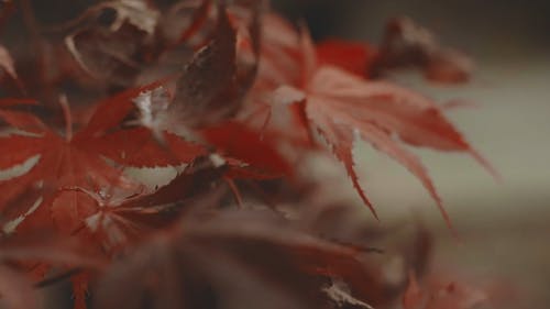 枫叶特写视频 · 免费素材视频