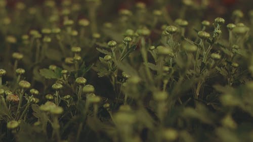 花蕾的特写视图 · 免费素材视频