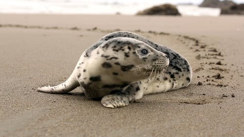 海豹在沙滩上 · 免费素材视频