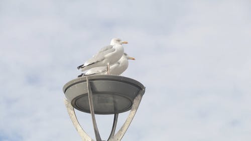 两只海鸥栖息在金属结构上 · 免费素材视频
