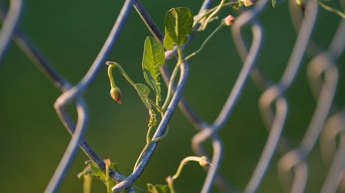 植物在铁丝网上爬行 · 免费素材视频