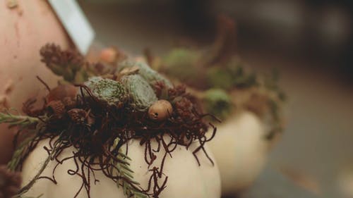 不同种类的肉质植物 · 免费素材视频