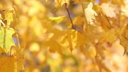 秋天的金黄色的叶子 · 免费素材视频