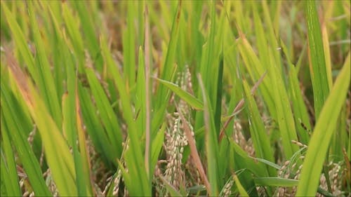 准备收割水稻 · 免费素材视频