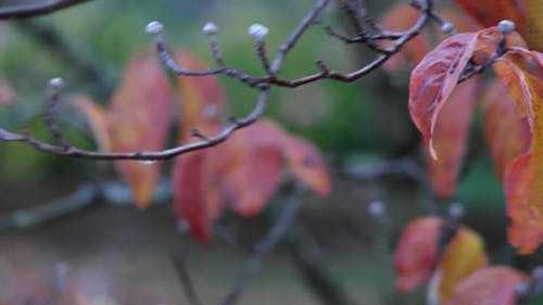 秋天的树叶 · 免费素材视频