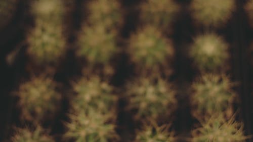 仙人掌植物的模糊镜头 · 免费素材视频