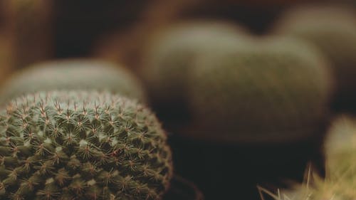 刺植物 · 免费素材视频