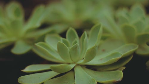 肉质植物近距离查看 · 免费素材视频