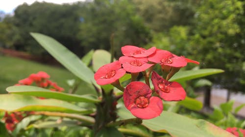 美丽的红色花朵，在花园里 · 免费素材视频