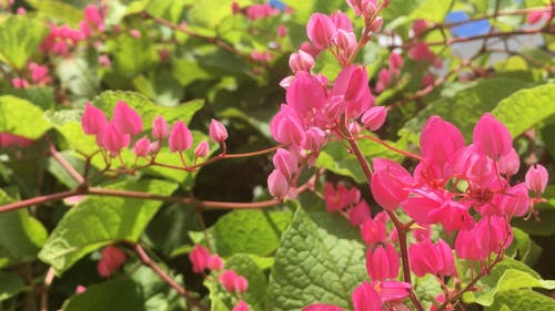 小粉红色的花朵盛开 · 免费素材视频