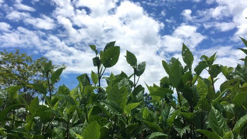 植物与多云的天空背景视图 · 免费素材视频