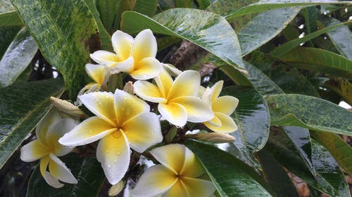 雨后花的视频 · 免费素材视频