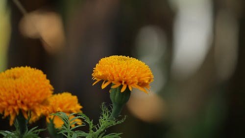 黄色植物区系 · 免费素材视频