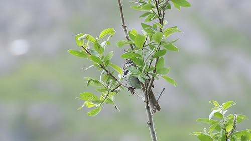 一只鸟在一棵树的近视图 · 免费素材视频