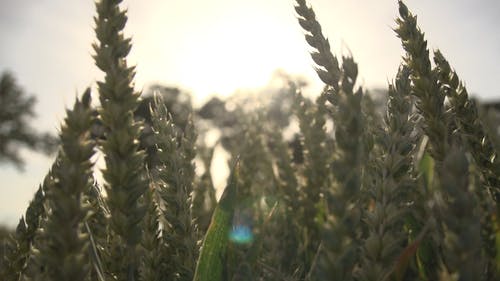 小麦在大风天近观 · 免费素材视频