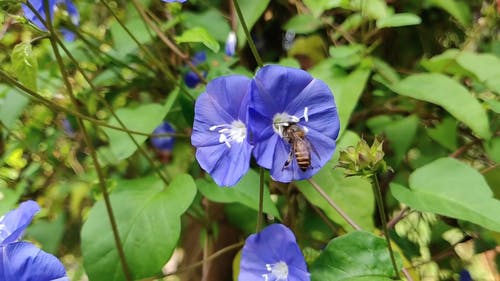 蜜蜂在一朵花 · 免费素材视频