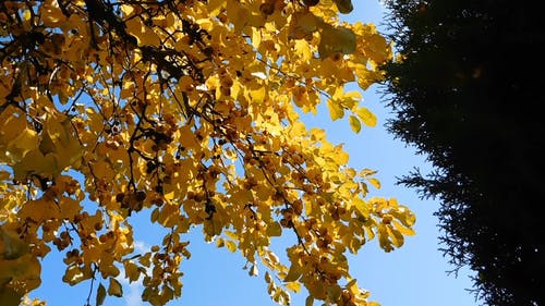 金黄色果树 · 免费素材视频