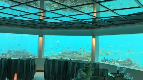 一个美丽的水族馆，各种鱼类 · 免费素材视频