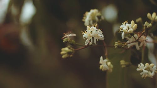 植物群的微距照片 · 免费素材视频