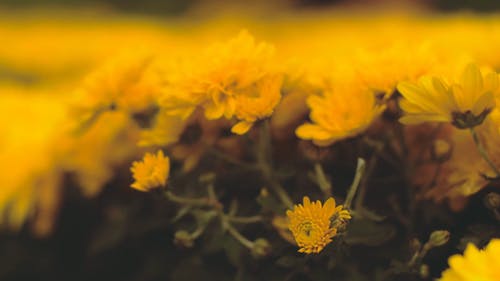 黄色的花朵的特写视频 · 免费素材视频