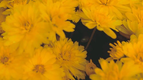 黄色的花的近距离视图 · 免费素材视频