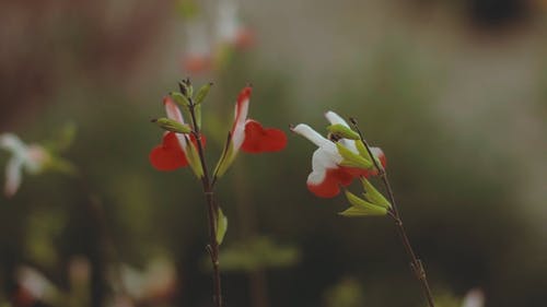 红色和白色的花朵 · 免费素材视频