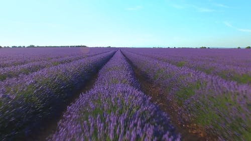 薰衣草花种植园 · 免费素材视频