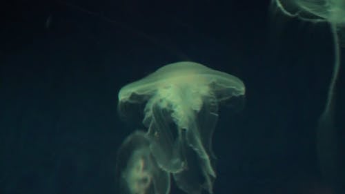 水下的水母，背景颜色不断变化 · 免费素材视频