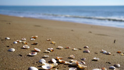 海贝壳在沙滩上 · 免费素材视频