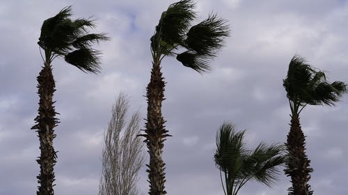 棕榈树在大风天 · 免费素材视频