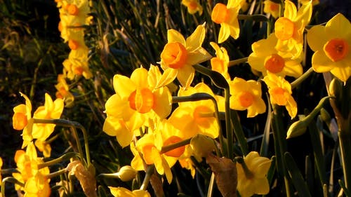 黄色的水仙花 · 免费素材视频