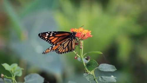 花上的蝴蝶 · 免费素材视频