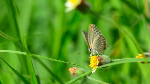蝴蝶在花上 · 免费素材视频