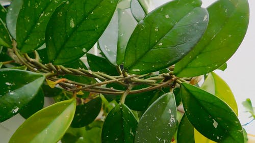 绿叶室内植物 · 免费素材视频