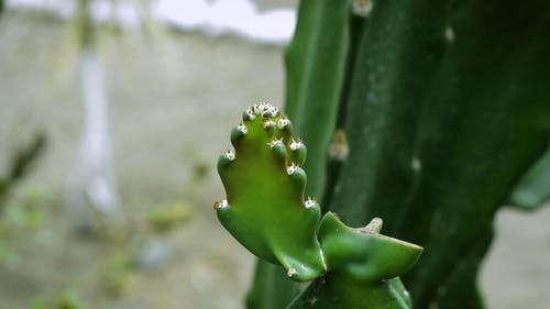 仙人掌上的蚂蚁 · 免费素材视频