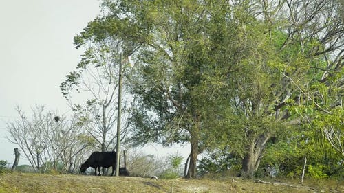 一头母牛在草地上觅食 · 免费素材视频