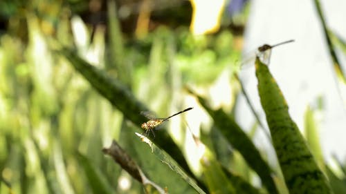 蜻蜓在一片叶子上 · 免费素材视频