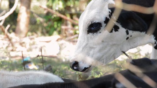 牛的视频 · 免费素材视频