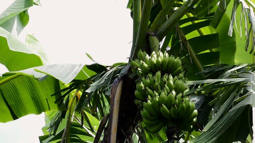 香蕉树植物 · 免费素材视频