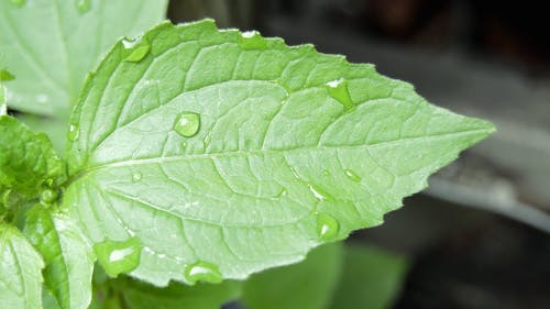 一片叶子与水滴的特写视图 · 免费素材视频