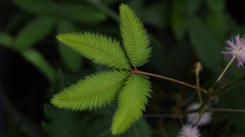 含羞草 · 免费素材视频