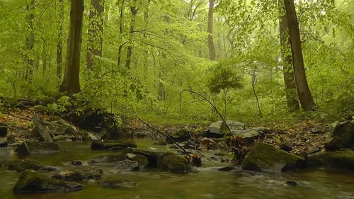 森林与河和长满苔藓的岩石的视图 · 免费素材视频