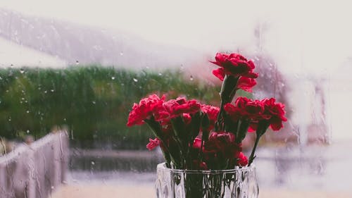 一个花瓶，有一个雨天的红色花朵 · 免费素材视频