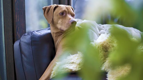 棕色的狗在沙发上放松 · 免费素材视频
