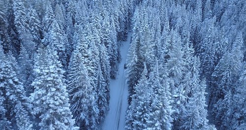 汽车穿过森林在雪地里 · 免费素材视频