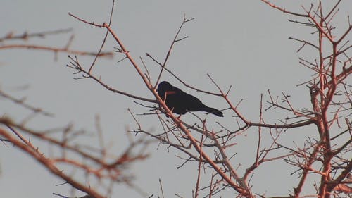 黑鸟栖息在一棵树上 · 免费素材视频