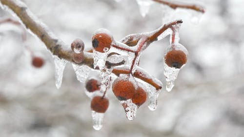 雪融化在一棵树上的浆果 · 免费素材视频