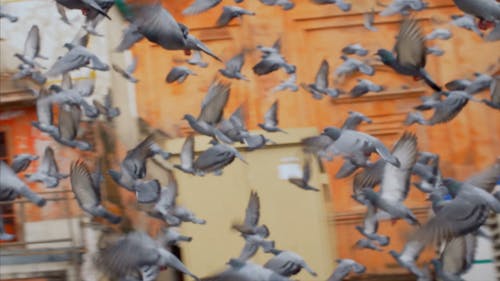 鸟群 · 免费素材视频