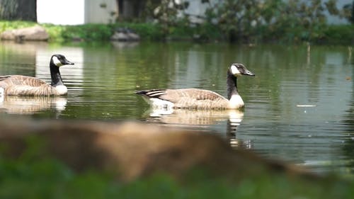 鹅在池塘里游泳 · 免费素材视频